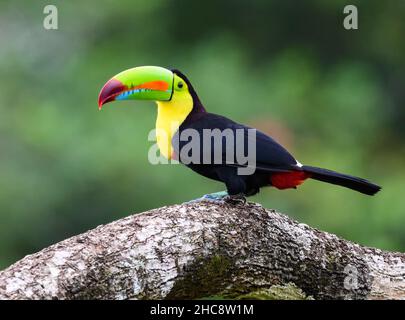 Un toucan (Ramphastos sulfuratus) con fattura di Keel arroccato su un'atree. Costa Rica. Foto Stock