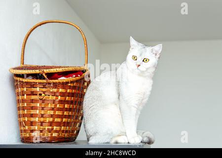 Gatto britannico argento shorthair con cestino. Sfondo chiaro, spazio di copia. Foto Stock