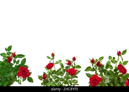 Rose rosse in una pentola isolata su sfondo bianco. Foto Stock