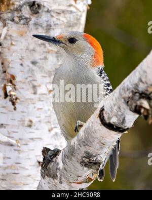 Vista ravvicinata del profilo Woodpecker con ornamenti rossi arroccato su un ramo di betulla con sfondo di foresta sfocata nel suo ambiente e habitat circostante. Foto Stock