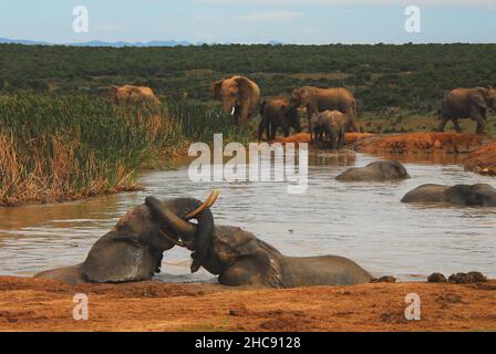 Una deliziosa scena di una mandria di elefanti selvatici che nuotano e giocano in un lago nella riserva degli elefanti di Addo in Sudafrica. Molti altri piace questo. Foto Stock