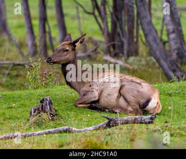 Mucca femminile Elk che riposa su erba verde con uno sfondo di foresta sfocata e fiori selvatici nel suo ambiente e habitat circostante. Foto Stock