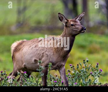 Elk femmina mucca vista laterale con uno sfondo sfocato foresta e fiori selvatici nel suo ambiente e habitat circostante. Foto Stock