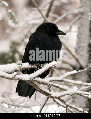 Raven uccello appollaiato su un ramo con neve e uno sfondo di foresta sfocata con la neve caduta sulle sue piume nere godendo il suo ambiente e habitat. Foto Stock