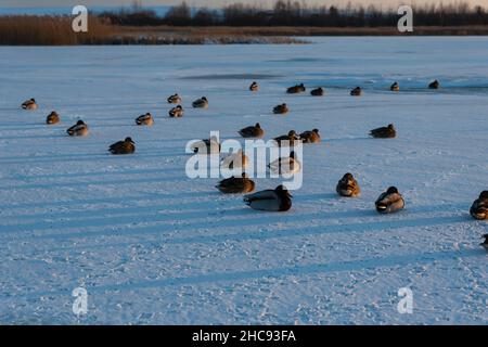 Anatre di Mallard seduti su un lago ghiacciato, Zoltance, Polonia Foto Stock