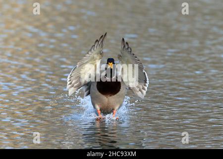 Mallard, (Anas platyrhynchos), in volo, in procinto di scendere sul lago, Hessen, Germania Foto Stock