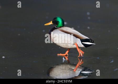 Mallard, (Anas platyrhynchos), drake a piedi sul lago ghiacciato, in inverno, Hessen, Germania Foto Stock