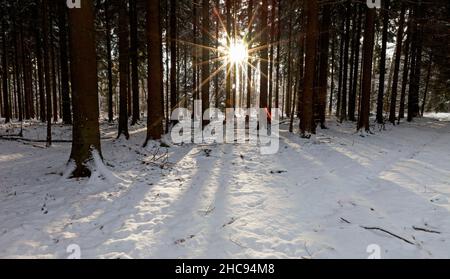 Foresta di abeti, in inverno, con i raggi del sole del tardo pomeriggio che filtrano attraverso gli alberi, bassa Sassonia, Germania Foto Stock