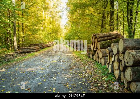 Tagliare tronchi di alberi su una strada in una foresta autunnale, Nowiny, Polonia Foto Stock