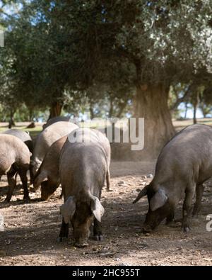 Suini iberici che mangiano nella fattoria sotto i lecci Foto Stock