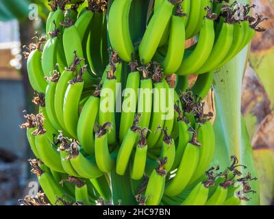 Un mazzo di banane verdi non mature su una palma di banana Foto Stock