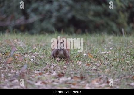 Primo piano di uno scoiattolo marrone che cammina su foglie secche Foto Stock
