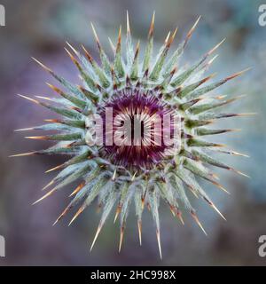 11 immagine messa a fuoco stack di un germoglio New Mexico Thistle. Foto Stock