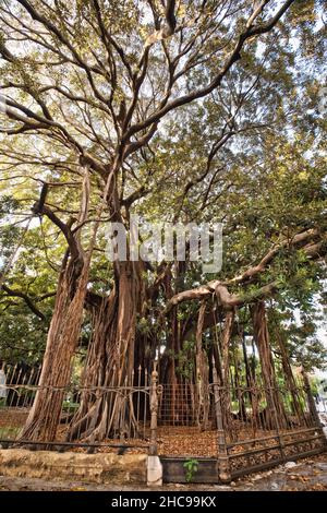 Il più grande albero d'Europa a Palermo Foto Stock