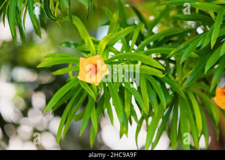 Cascabela thevetia o giallo Oleander albero è ampiamente usato come ornamentale in clima caldo, ma è molto velenoso e tossico Foto Stock