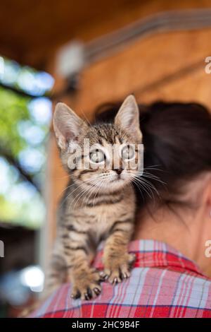 Gattino senza razza sul collo. Gatto soffice e carino. Foto Stock