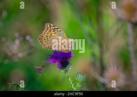 Close-up shot of a yellow butterfly standing on a pink flower and a flying bee Stock Photo