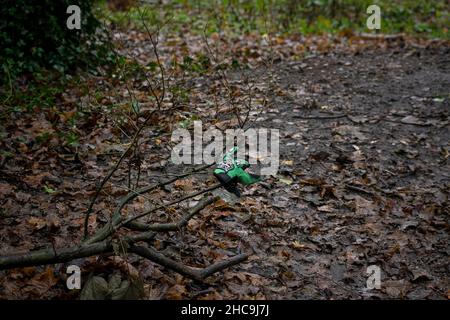 Highgate Wood, Santo Stefano 2021 Foto Stock