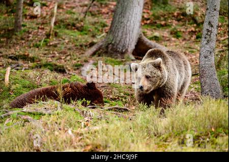 Orsi bruni del centro di riabilitazione in Ucraina, resto di due orsi, predatori in natura, synevyr glade. Foto Stock