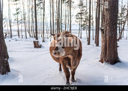 Carino semi selvaggio mucca di galline sta camminando sulla foresta innevata al parco nazionale del lago di Engure in Lettonia. Foto Stock