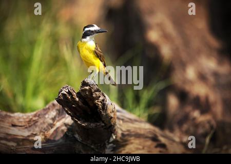 Fuoco selettivo sparato di un piccolo uccello kiskadee appollaiato all'aperto a Pantanal, Brasile durante la luce del giorno Foto Stock