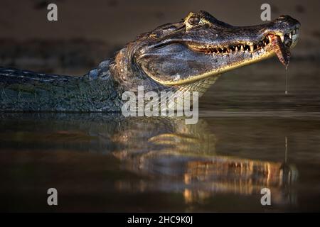 Primo piano della testa di un caimano nero mentre mangiava l'ultimo pezzo della sua preda. Pantanal, Brasile Foto Stock