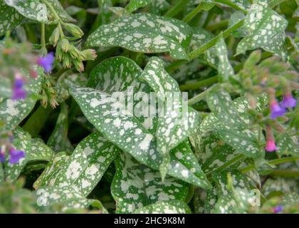 Paesaggio di Pulmonaria officinalis a Garten der Welt Marzahn Berlino Foto Stock