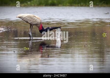 Primo piano di un jabiru acqua potabile da uno stagno a Pantanal, Brasile Foto Stock