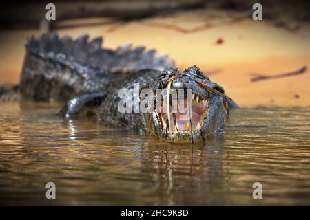 Messa a fuoco poco profonda di un coccodrillo alligatore che guarda nella fotocamera e apre la bocca Foto Stock