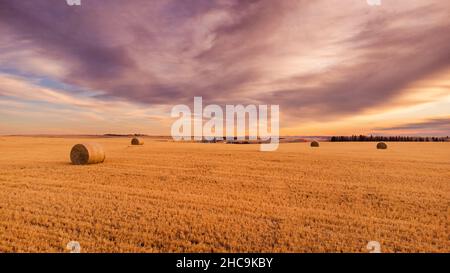Balle rotonde di paglia adagiate su un campo di orzo raccolto sotto un cielo drammatico nella contea di Rockyview, Alberta Canada. Foto Stock