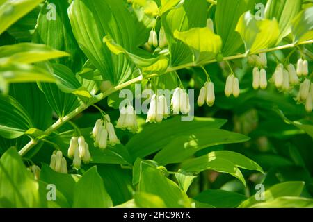 Paesaggio di Polygonatum biflorum solomani lisci sigillo a Garten der Welt Marzahn Berlino Foto Stock