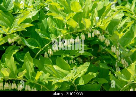 Paesaggio di Polygonatum biflorum solomani lisci sigillo a Garten der Welt Marzahn Berlino Foto Stock