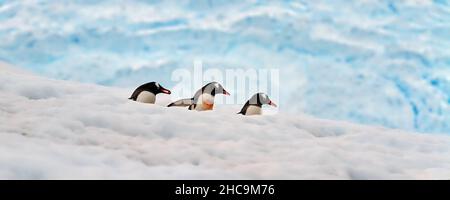 Foto panoramica dei pinguini Gentoo sulla neve in Antartide con sfondo sfocato Foto Stock