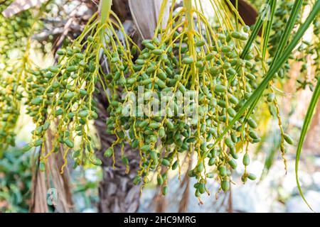 Phoenix roebelenii o nana e palma di datteri pygmy con frutta. È un albero decorativo popolare che pulisce bene l'aria dalle tossine Foto Stock