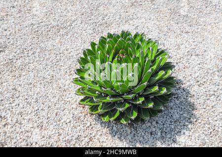 Agave victoriae reginae il risuculente verde sta crescendo rapidamente nel giardino botanico Foto Stock