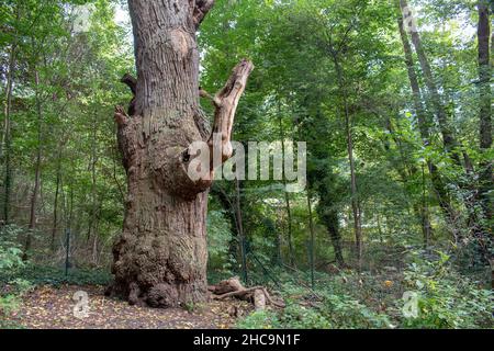 Paesaggio di Dicke Fat Marie l'albero più antico di Berlino nella foresta di Tegel Berlino Foto Stock