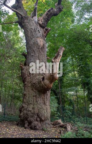 Paesaggio di Dicke Fat Marie l'albero più antico di Berlino nella foresta di Tegel Berlino Foto Stock