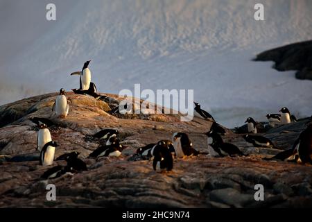 Huddle di pinguini su rocce circondate dalla neve in Antartide Foto Stock