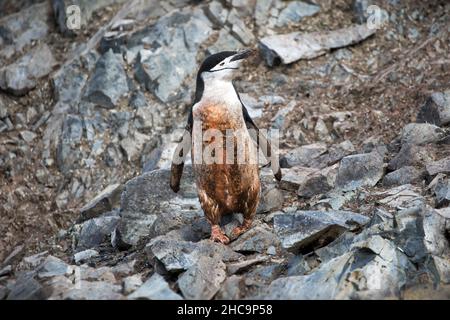 Bella vista di un pinguino Gentoo sporco in piedi sulle rocce in Antartide Foto Stock