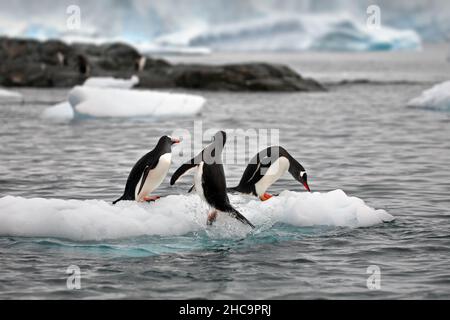 Tre pinguini sono in piedi su un iceberg con un enorme iceberg sullo sfondo Foto Stock