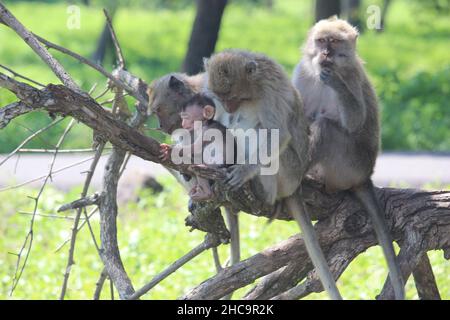 monkey chiacchierando con la sua famiglia carina e viziata nella savana del Parco Nazionale Balurano, Situbondo, Giava Orientale Foto Stock