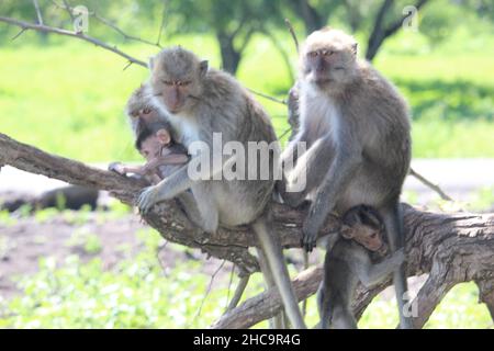 monkey chiacchierando con la sua famiglia carina e viziata nella savana del Parco Nazionale Balurano, Situbondo, Giava Orientale Foto Stock