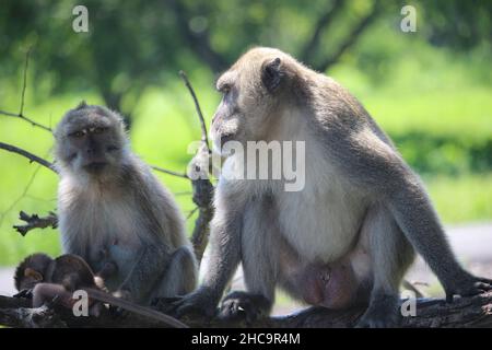 monkey chiacchierando con la sua famiglia carina e viziata nella savana del Parco Nazionale Balurano, Situbondo, Giava Orientale Foto Stock