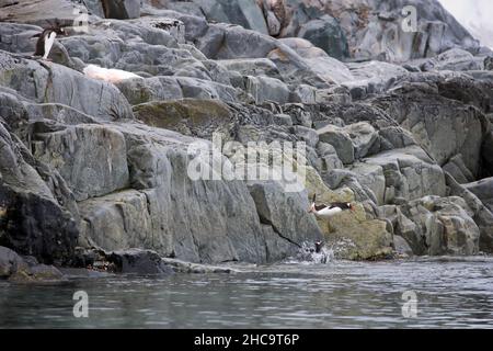 Pinguini Gentoo che saltano nell'oceano in Antartide Foto Stock