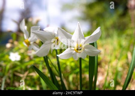 Naffodoli selvatici che crescono nei prati intorno al Plavški rovt (Slovenia) Foto Stock