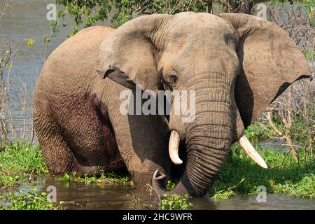 Elefante africano (Loxodonta africana), Parco Nazionale delle Cascate di Murchison, Uganda Foto Stock