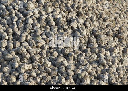 primo piano di una montagna di barbabietole appena raccolte Foto Stock