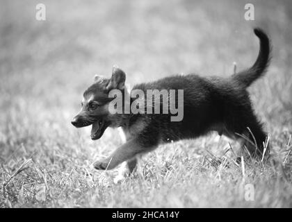 Scatto in scala di grigi di un adorabile cucciolo di pastore tedesco che gioca sull'erba Foto Stock
