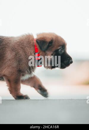 Colpo verticale di un adorabile cucciolo di pastore tedesco Foto Stock