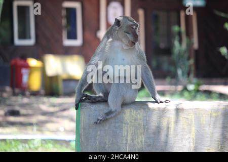 monkey chiacchierando con la sua famiglia carina e viziata nella savana del Parco Nazionale Balurano, Situbondo, Giava Orientale Foto Stock